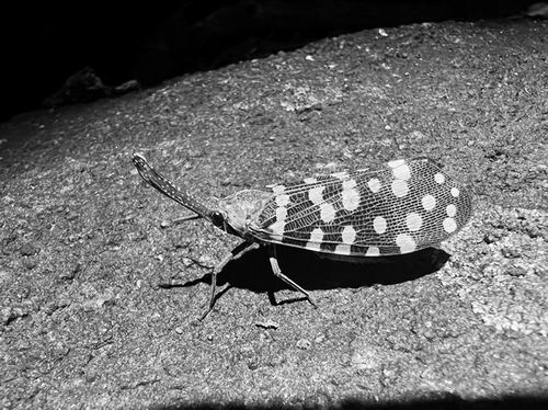 目前新物种发现速度快过以往任何时候(图1)